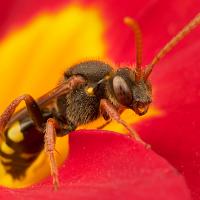 Nomada Bee 4 